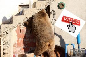 &nbsp; Geçtiğimiz hafta Gümüşhane’ nin Kelkit ilçesi Yeşilova köyüne gündüz