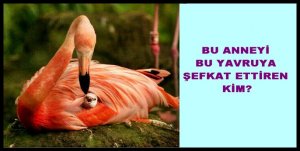 GÜNÜN FOTOĞRAFI ALLAH; HEM ŞEFKAT GÖSTEREN HEM DE ŞEFKAT DAĞITANDIR.