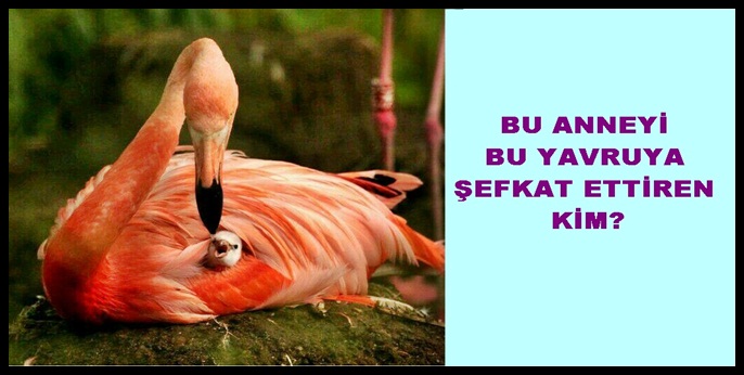 GÜNÜN FOTOĞRAFI ALLAH; HEM ŞEFKAT GÖSTEREN HEM DE ŞEFKAT DAĞITANDIR.