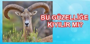 Anadolu Yaban koyunu Anadolu’ daki endemik türlerden biri olup, tüm