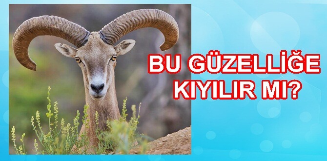 Anadolu Yaban koyunu Anadolu’ daki endemik türlerden biri olup, tüm
