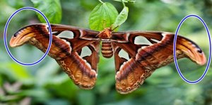 TEFEKKÜR KÖŞESİ  Yazı: Hasan PİR  “KELEBEK VE KOBRA” ALLAH’I ANLATIYOR