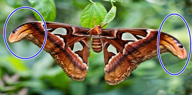 TEFEKKÜR KÖŞESİ  Yazı: Hasan PİR  “KELEBEK VE KOBRA” ALLAH’I ANLATIYOR