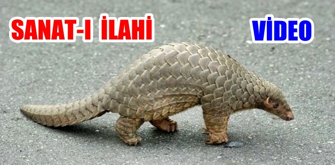 Allah; sanatını yarattığı bütün canlılarda göstermiştir. Her canlıya ayrı bir