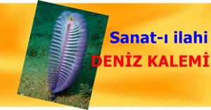 “DENİZ KALEMİ”, denizlerde yaşayan bir canlı. Sanat-ı İlahi. Allah (c.c.),