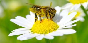Türkiye’nin bal kalitesi en yüksek illerinden biri olan Gümüşhane’de “Gümüşhane