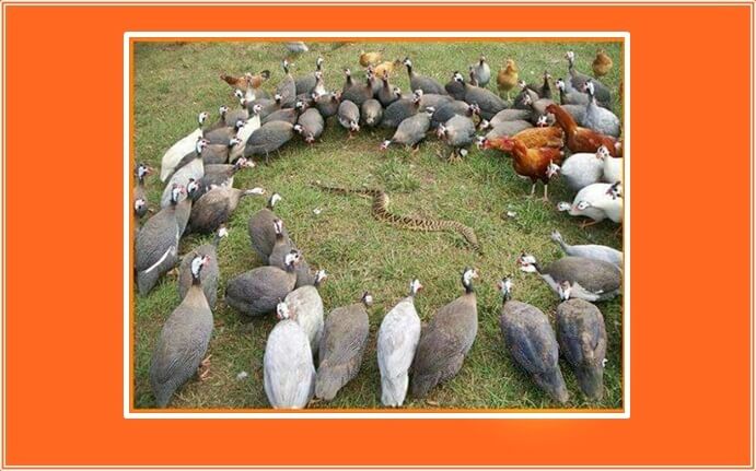 Yıllarca bu milleti yok etmek için uğraşan, bu milletin evlatlarını