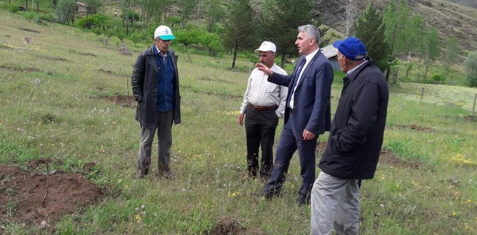 2015 ve 2016 yıllarında dikilen ceviz fidanları ilk meyvelerini vermeye
