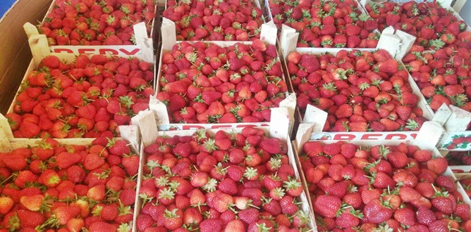 Gümüşhane’de Gıda Tarım ve Hayvancılık Bakanlığı’nın desteğiyle köylerde kurulan çilek