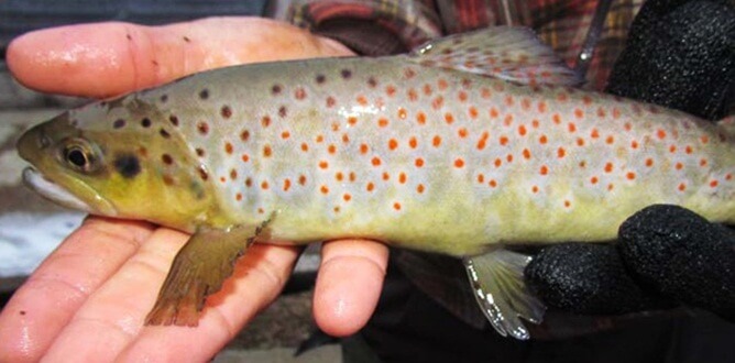 Orman ve Su İşleri Bakanlığı Doğa Koruma ve Milli Parklar