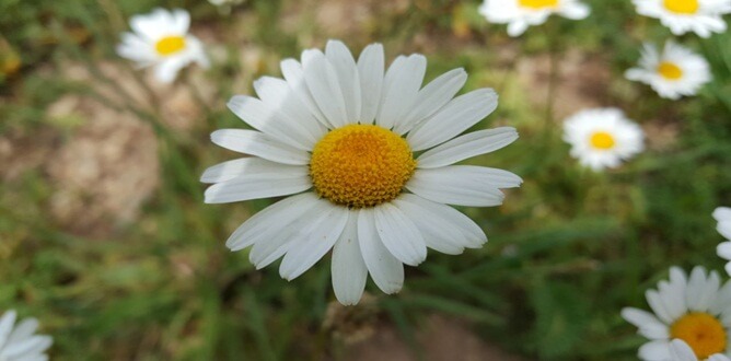 “Yâ İlâhenâ! Rabbimiz Sensin. Çünkü biz abdiz. Nefsimizin terbiyesinden âciziz.