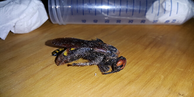 Gümüşhane’de doğadan izinsiz olarak bitki ve böcek toplayan İsveç uyruklu