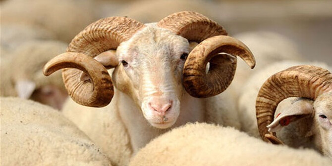 Bu sene Kurban Bayramı 1 Eylül 2017 Cuma günü başlayıp,