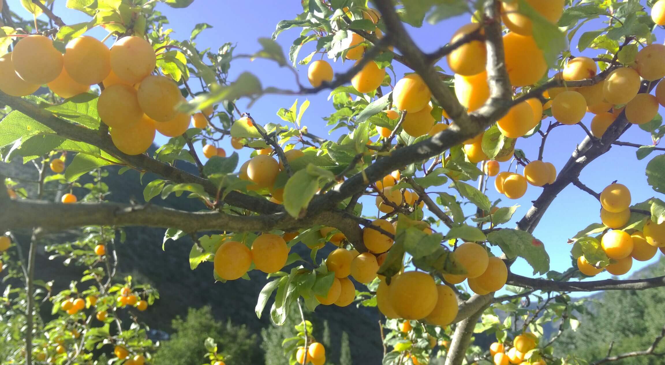 Gümüşhane’nin Torul ilçesinin köylerinde, özellikle Demirkapı vadisinde organik eriğin bolluğu