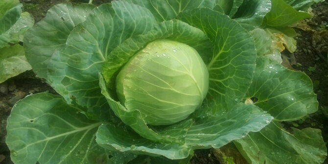 Gümüşhane’nin Torul İlçesi’nin yüksek köylerinde yetişen ve “Köy Lahanası” olarak