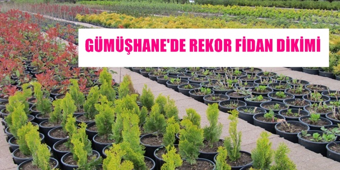 Gümüşhane ve Torul Orman İşletme müdürlüklerince  2003 yılından bugüne Gümüşhane