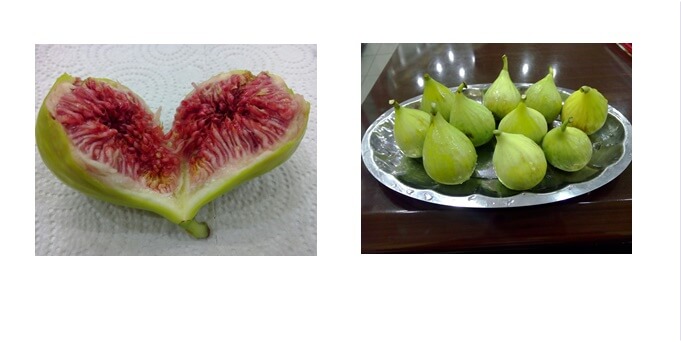 Gümüşhane’nin Kürtün ilçesi’nin Karaçukur Köyü İncirli Mahallesi’ndeki incirlerin hasadı başladı.