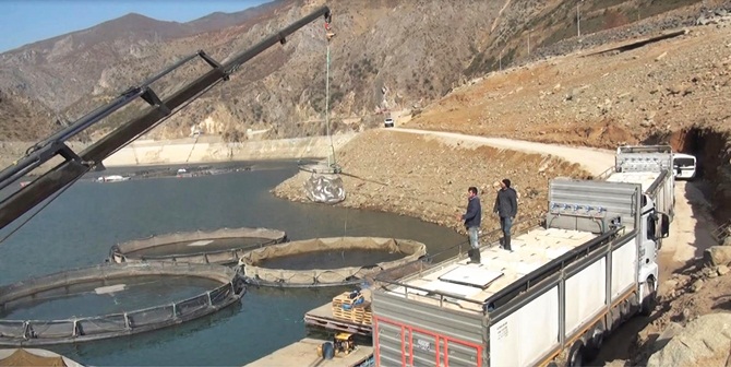 Gümüşhane Kürtün Baraj gölünde balık üretimi yapan üreticiler balık hasadı