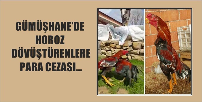 Gümüşhane’de horoz döğüştürücülüğü yapan şahsa para cezası verildi. Doğa Koruma
