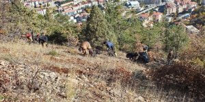 Gümüşhane Valisi Okay Mmemiş’in talimatları ile harekete geçen Gümüşhane Orman