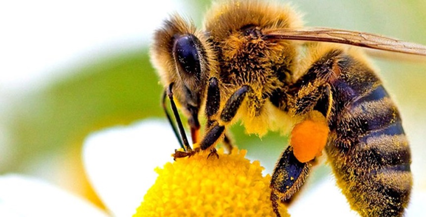 Dünya ve Türkiye’de bal kalitesi ile tanınan Gümüşhane’de Arıcılık üzerine