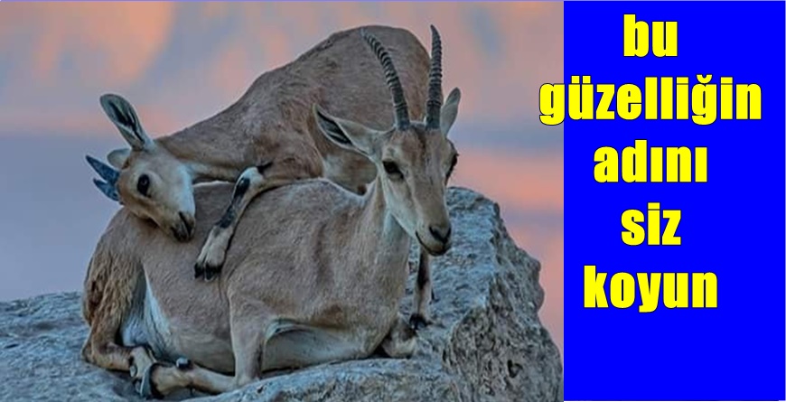 Düşüncelerinizi facebook ve twitter hesaplarımıza yorum olarak yazabilirsiniz. Evet… Bu