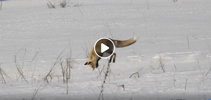 Kızıltilkinin av yaparken karla imtihanı.