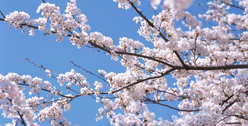 RİSALE-İ NUR KÜLLİYATI’NDAN YİRMİ ALTINCI LEM’A İhtiyarlar Lem’ası Yirmi altı