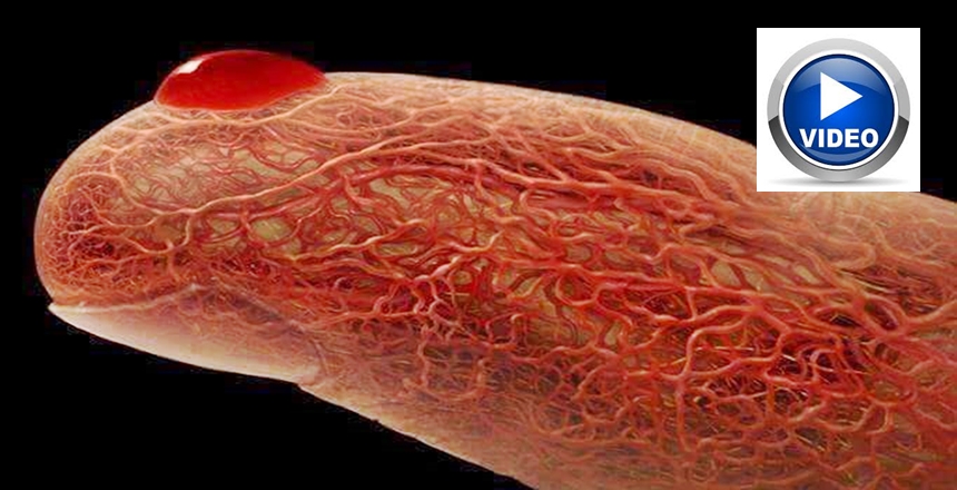 MUCİZE SIVI KAN İnsan vücudunun yaklaşık olarak on üçte biri