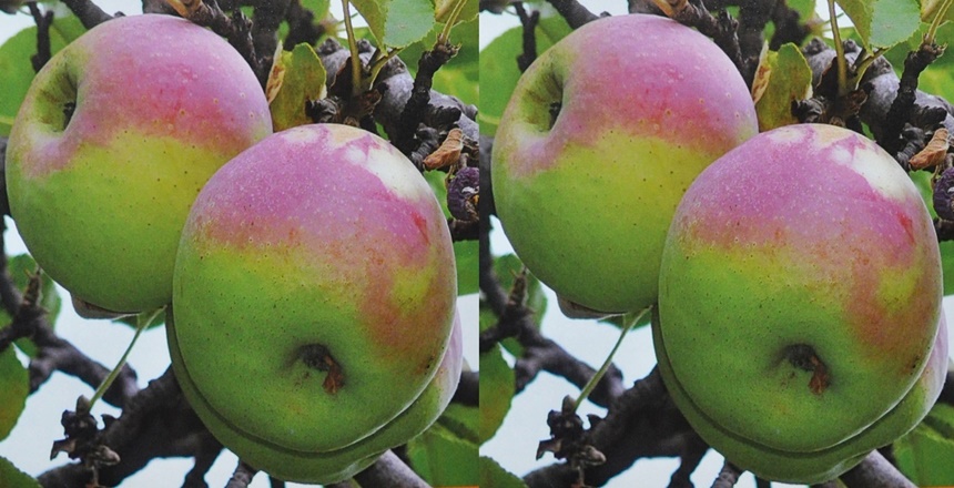 Gümüşhane İl Tarım ve Orman Müdürlüğünce yerel meyve çeşitlerinin neslinin