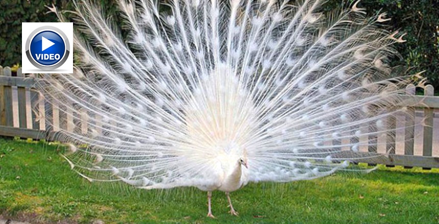 Güzellerin güzel yüzlerinde güzelliği yaratan, elbette o güzelliğe müştakları da