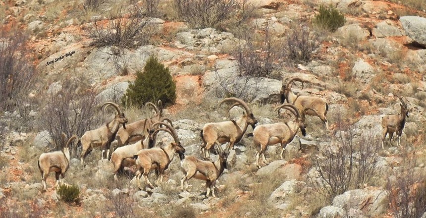Gümüşhane dağlarının yiğitleri – Yaban keçisi – TEKELER KAYNAK: Asım