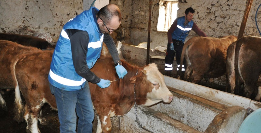 Aşılama yaptırmayanlar hayvancılık desteklerinden faydalanamayacak Gümüşhane’de 18 Şubat – 30