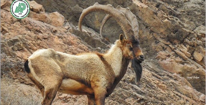 Nisan 2019 ayında Gümüşhane Doğa Koruma Milli Parklar İl Müdürlüğü