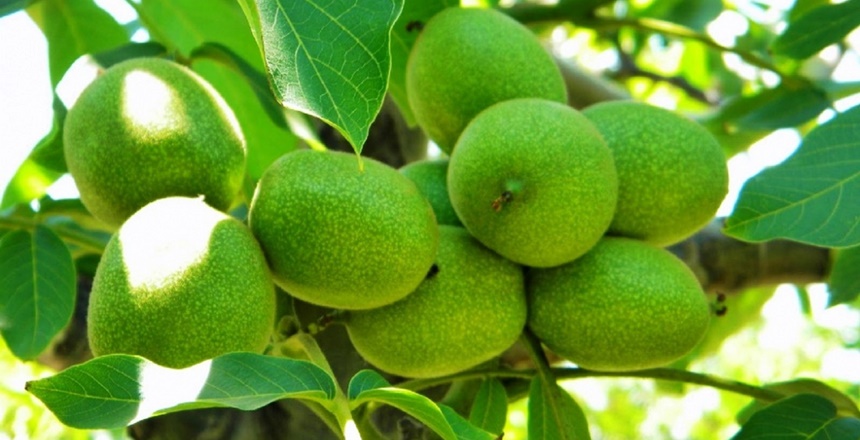 YUSUF SADIK’IN KÖŞE YAZISI “Aklı gözünde olanlar” diye birileri var