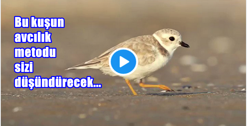 Hud suresi 6. Ayet:”Yeryüzünde yürüyen her canlının rızkı, yalnızca Allah’ın