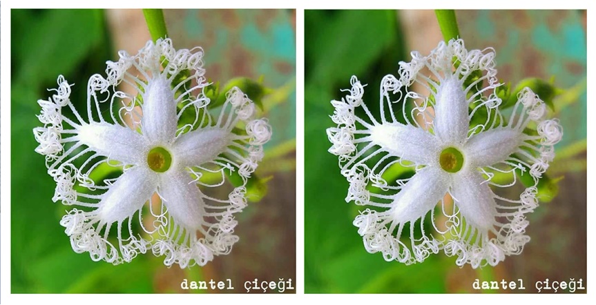 Dantel Çiçeği Madem bir harf, kâtibini göstermeksizin olmaz. San’atlı bir