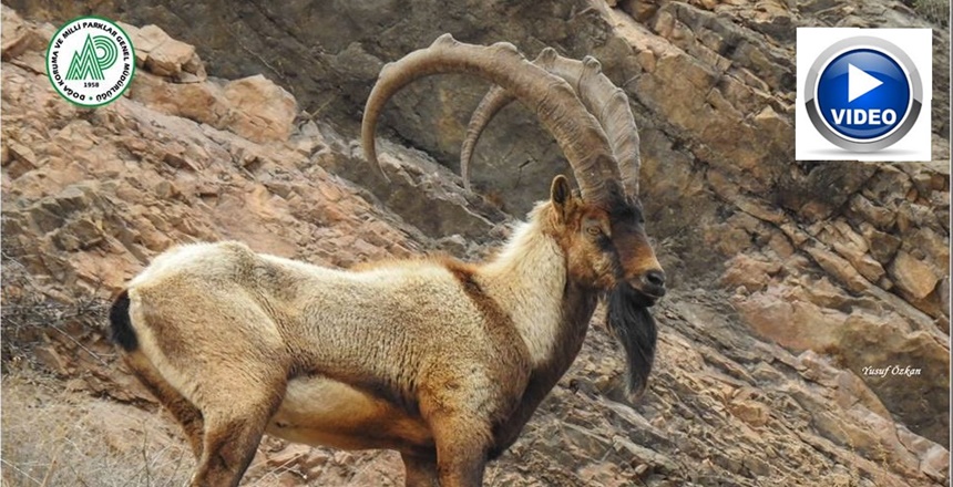 Gümüşhane dağlarında yaban keçileri. Mayıs – 2019 (Kaynak: Gümüşhane DKMP)