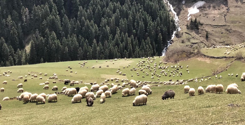Türkiye’nin en çok yaylasına sahip il olan Gümüşhane’de Vali Kamuran