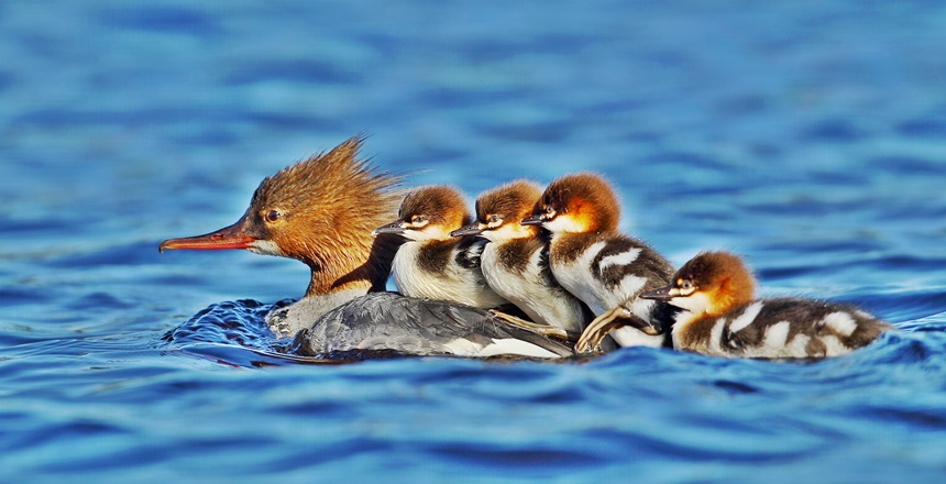 HASAN PİR’İN KÖŞE YAZISI Sevgi, yaratılışta insana verilen yüce bir