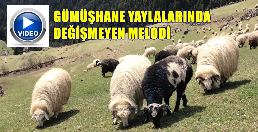 Türkiye’nin en çok yaylasına sahip il olan Gümüşhane’de Vali Kamuran