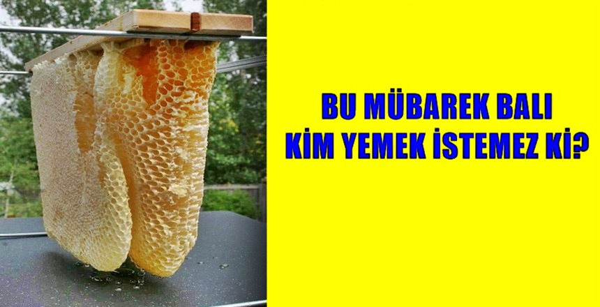 BİSMİLLAHİRRAHMANİRRAHİM “Rabbin bal arısına: Dağlardan, ağaçlardan ve insanların yaptıkları çardaklardan