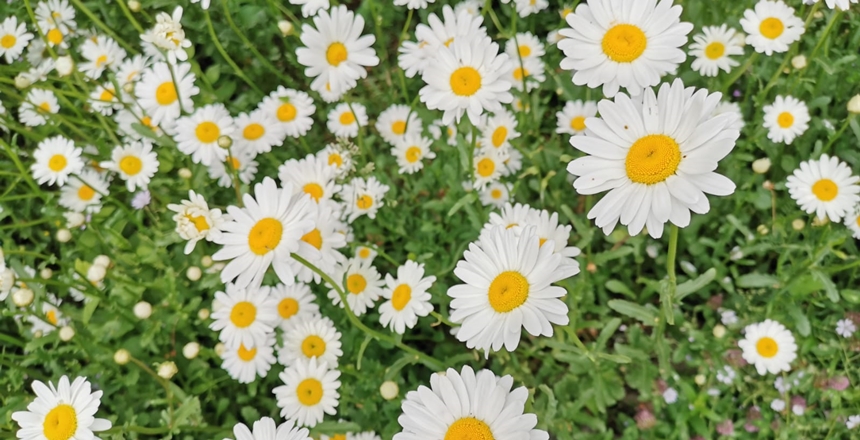 Haftanın Hutbesi – Diyanet İşleri Başkanlığı Hazırladı “Kendileri ile huzur