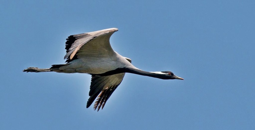 İSA AKGÜL’ÜN KÖŞE YAZISI Yaşamın sürekliliğinde etkin rol alan bütün