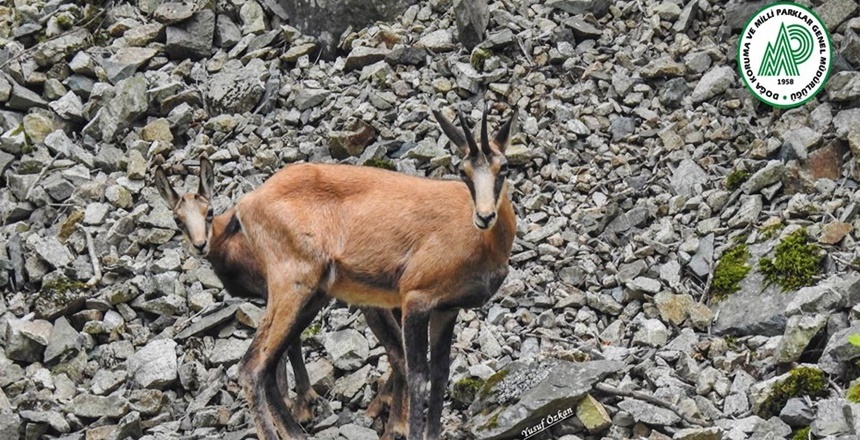En düşük rakım olarak Türkiye’de sadece Gümüşhane’de yaşayan Çengel Boynuzlu