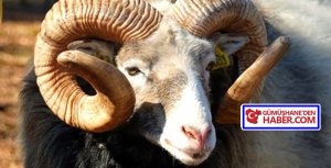 28 Haziran 2023 Çarşamba günü idrak edeceğimiz mübarek Kurban Bayramınızı