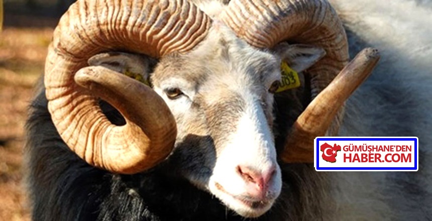 Âlem-i İslam’ın ve milletimizin Kurban Bayramı’nı kutlar, hayırlara vesile olmasını