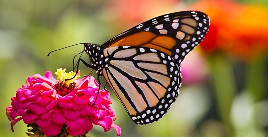 Gümüşhane kırsalında izinsiz kelebek toplayan &nbsp;İtalyan ve Macar uyruklu iki