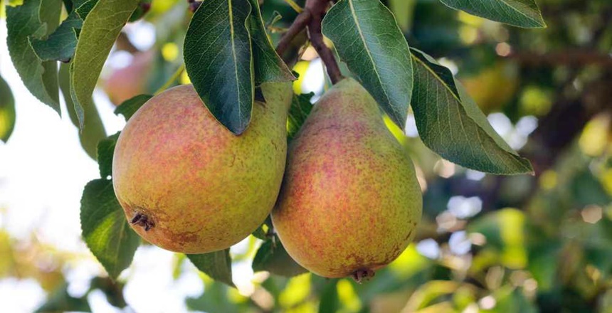 S.Vedat Karaarslan&nbsp;Arkeolog – Y. Mühendis&nbsp; ( ALIÇ, AHLAT VE ARMUT