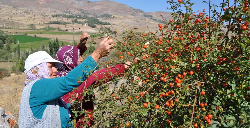 Kuşburnu; Tabiatta Allah’ın lutfetiği şekilde organik olarak büyür. İnsan eli